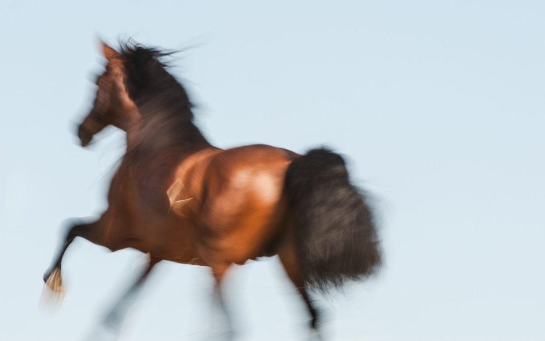 Capturing the soul of horses at liberty