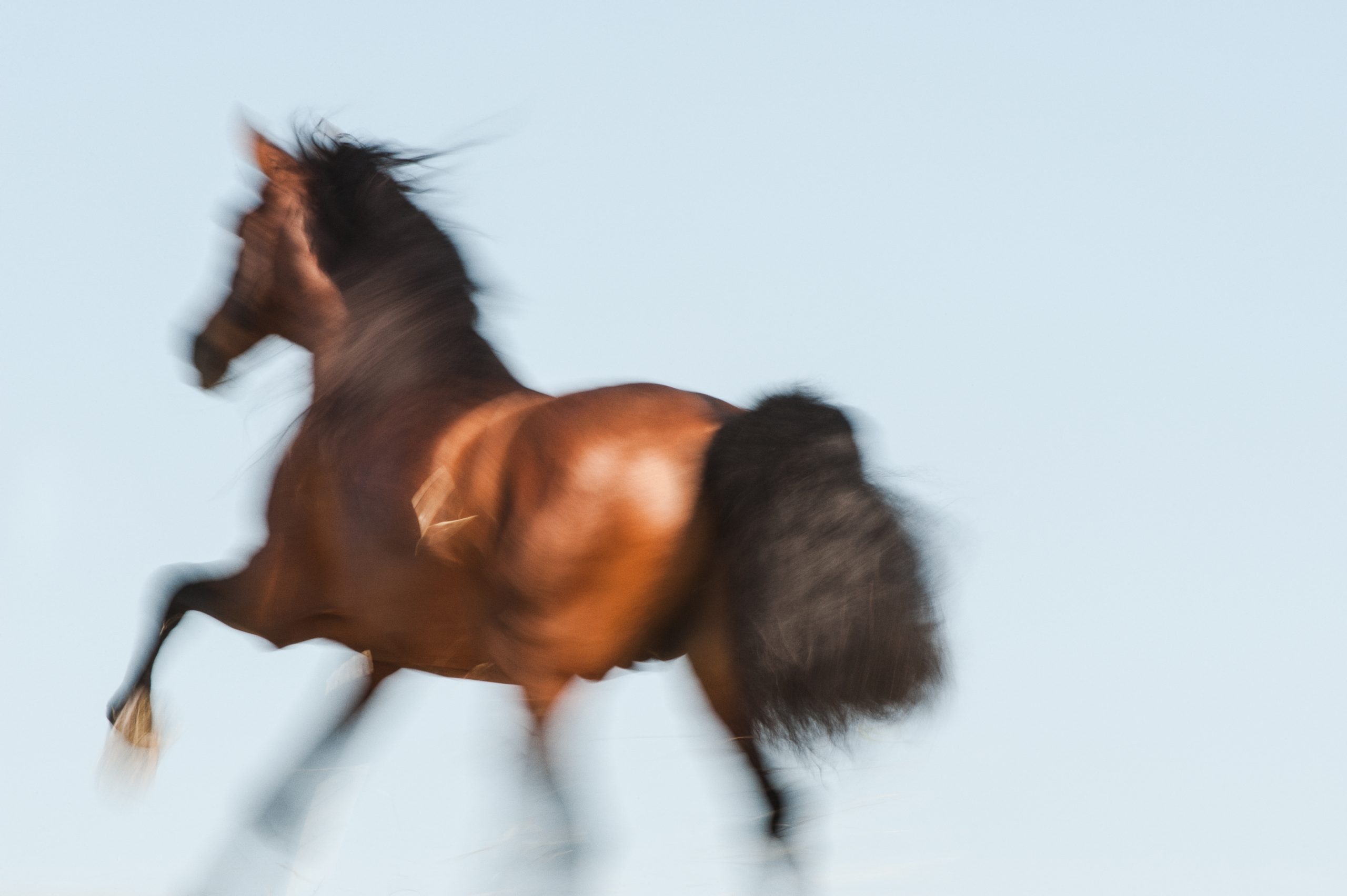 Capturing the soul of horses at liberty