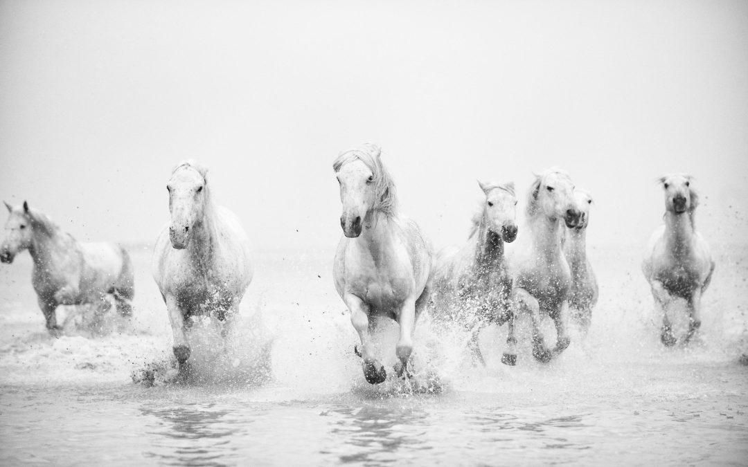 How to add equine fine art to your portfolio