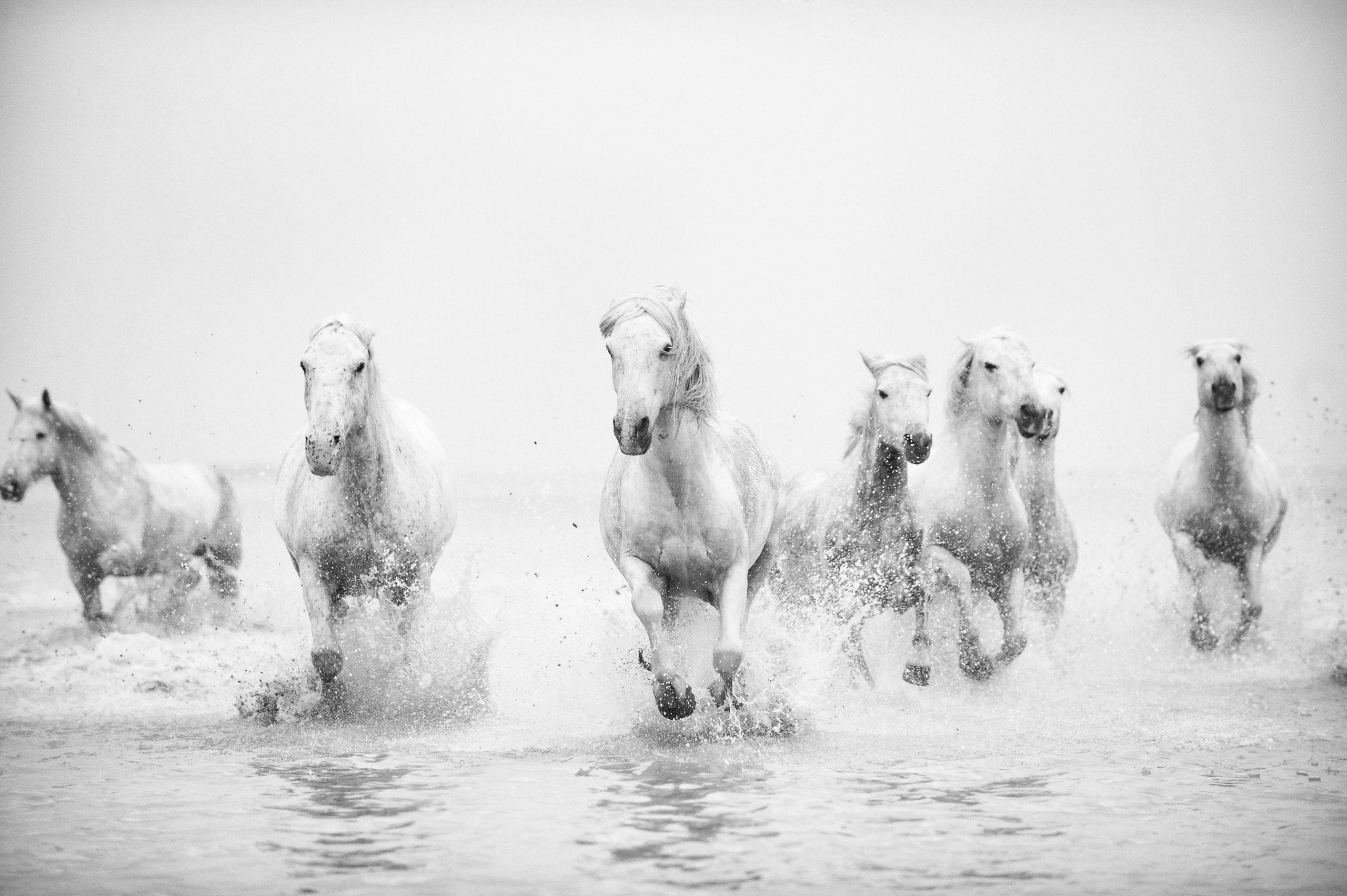 How to add equine fine art to your portfolio