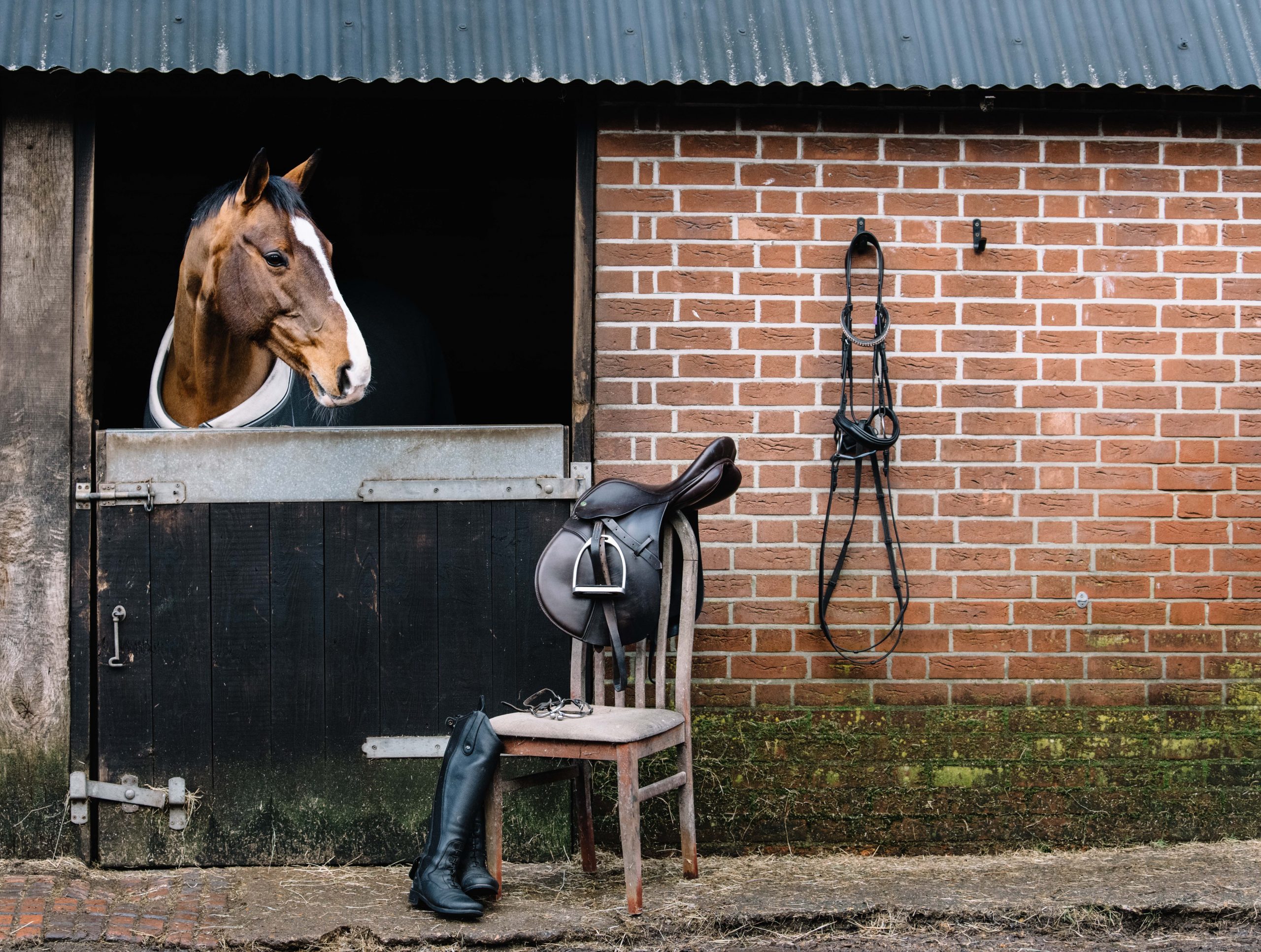 equine commercial photography